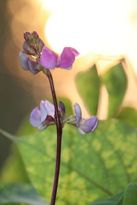 Close-up of purple flowering plant