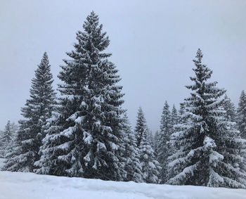 Snow covered pine trees in forest against sky