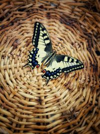 High angle view of butterfly in basket