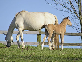 A horse with his foal in summer