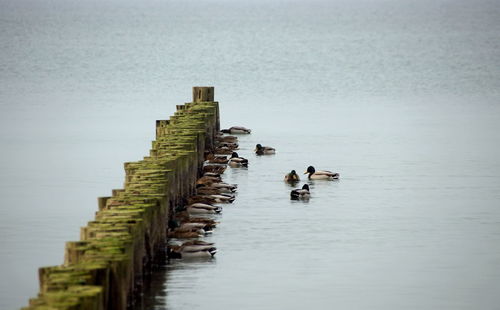 High angle view of mallard ducks foraging by wooden posts in sea