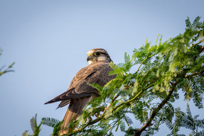 Low angle view of eagle perching on tree against sky