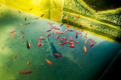 High angle view of fish swimming in water