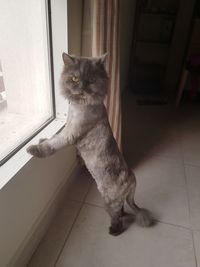 Portrait of cat sitting on window at home