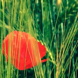 Close-up of red poppy flower in field