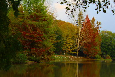 Scenic view of lake in forest during autumn