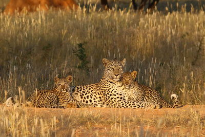 Leopards in grass