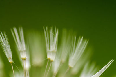 Close-up of fresh green leaf