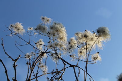Low angle view of flower tree against clear blue sky