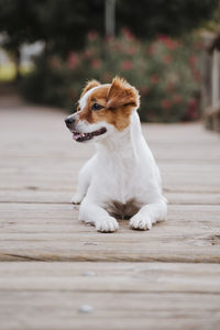 Dog sitting on wood