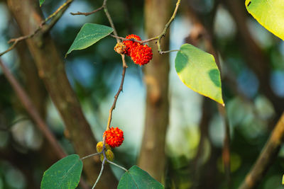 Close-up of red berries growing on tree