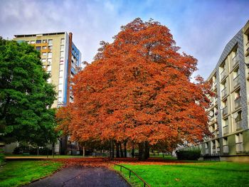 Autumn trees in city against sky