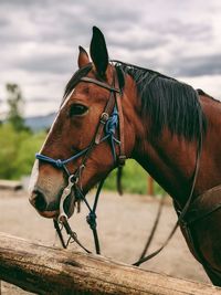 Horse standing against sky