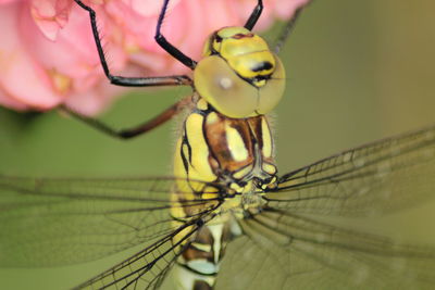 Close-up of dragonfly on pink flower