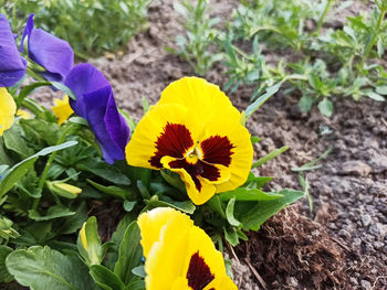 Close-up of yellow flowering plant