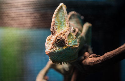 Close-up of lizard