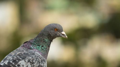 Close-up side view of a bird