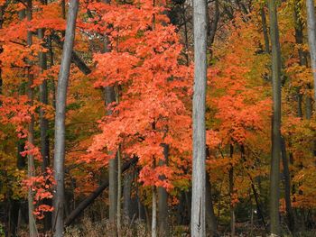 Autumn trees in forest