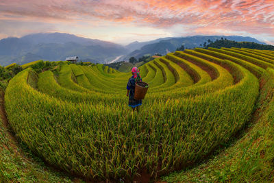 Scenic view of rice paddy on land