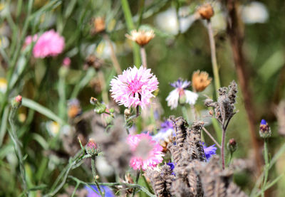 Close-up of flowers blooming outdoors