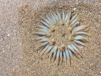 High angle view of crab on beach