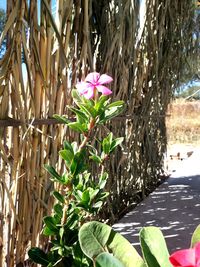 Close-up of flowers blooming outdoors