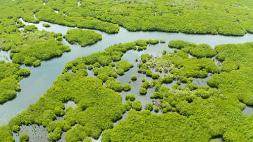 Mangrove green forests with rivers and channels on the tropical island, aerial drone. 
