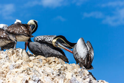 Low angle view of pelicans perching on rock against blue sky