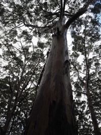 Low angle view of trees in forest against sky