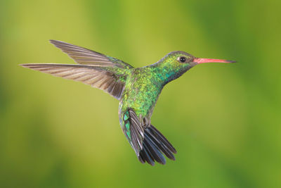 Close-up of bird flying