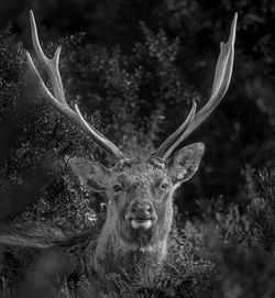 Close-up of sika deer