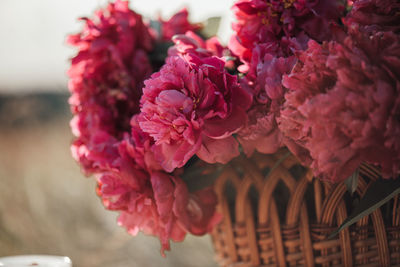 Close-up of pink flowering plant