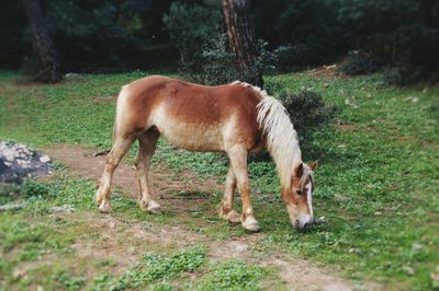 Horse grazing on grassy field