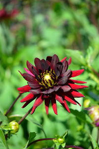 Close-up of red flower