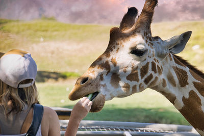 animal