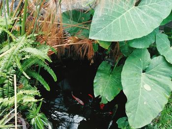 High angle view of leaves in water