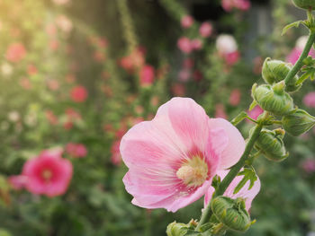 Close-up of pink flowering plant