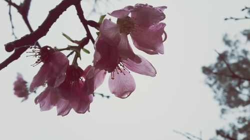 Low angle view of pink flowers on tree