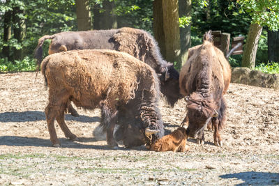 Herd of sheep in zoo