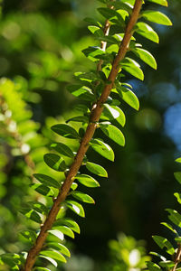 Fantastic branch of myrtle in a sunny day , beautiful ovate leaves