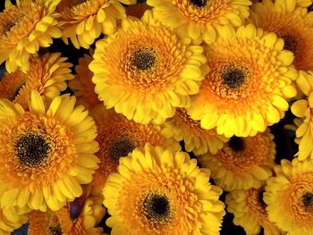 Full frame shot of sunflowers