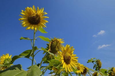 Low angle view of sunflower on plant against sky