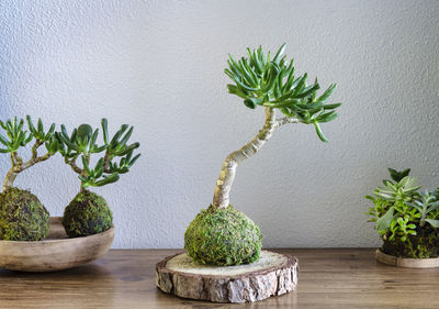 Close-up of potted plant on table against wall