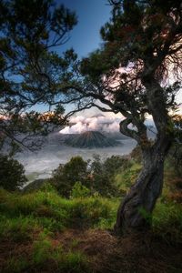 Scenic view of forest against sky