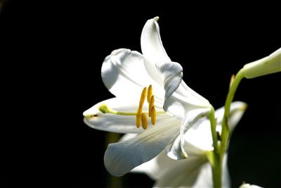 Close-up of white flower blooming against black background