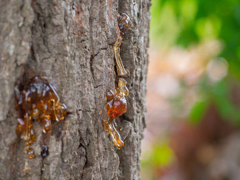 Close-up of insect on tree trunk