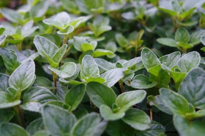 Full frame shot of fresh green leaves