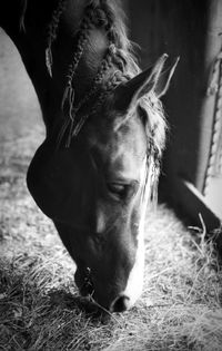 Close-up of a horse in its stall eating hay