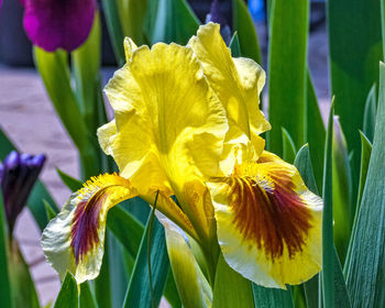 Close-up of yellow flowering plant