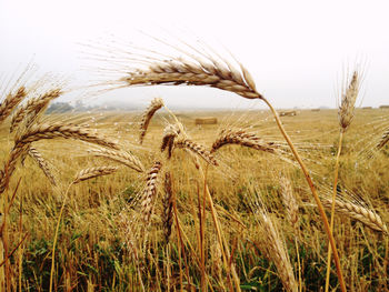 Close-up of wheat growing on field against sky